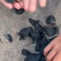 Misterija crnih diskova na plažama Jadrana - odakle dolaze i šta da radite ako ih pronađete