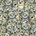 Optička iluzija zaludela internet Među sovama se krije mačka – možete li je pronaći?