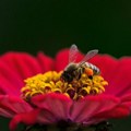 Ako ste nedavno u Beogradu spazili roj pčela – opustite se, to je dobra vest