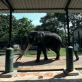 Posle diplomatskog spora, slon iz Šri Lanke vraćen u Tajland