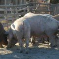 Превентива умањује могућност ширења: У Мачванском округу афричка куга свиња под контролом
