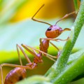 Agresivna vrsta insekta stigla u Evropu! Naučnici zabrinuti - "najgori je, znali smo da će ovaj dan doći"!