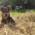 Udomi, ne kupuj: Aki je pravi mali veseljak
