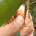 "Ovo je noćna mora!" Snimak džinovskog insekta zaprepastio svet, ljudi u panici: "Zamisli da ti sleti na vrat!" (video)