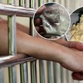 Šta je PINACA, nova droga koja se pojavila u zatvorima u Srbiji: Sintetički narkotik nalik na marihuanu ali višestruko jači