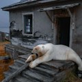 Призори као из басне: Двадесетак поларних медведа окупирало напуштену станицу на руском острву (ФОТО)