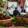 Ministarstvo višnjarima: Na cenu ne možemo da utičemo, ali ćemo pojačati kontrolu otkupa