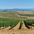 Cvetanović i Bošnjak posetili platažu vinove loze i leske u Donjem Sinkovcu
