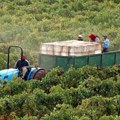 Nesreća u Vinogradu: Tinejdžer (17) poginuo, 9 ljudi povređeno kad se prevrnula prikolica traktora