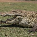 Костарика: Женка крокодила самостално затруднела
