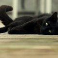 Međunarodni dan crnih mačaka – razbijanje predrasuda koje postoje od davnina