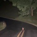 Na putu je video čudno stvorenje i zastao je Kada je zaustavio automobil, nije mogao da veruje šta vidi (video)