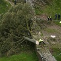Dečak u Engleskoj uhapšen zbog seče drveta starog 200 godina