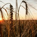 Rusija isporučila Centralnoafričkoj Republici 50.000 tona pšenice kao pomoć