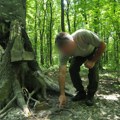 Ako Srbi ulože u ovo šumsko blago mogu da zarade i do milion evra po kilogramu: Srbija idealno podneblje za uzgoj ove gljive
