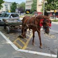 Konjče nepropisno “parkirano“: Paraćinci se pitaju gde je gazda odlutao