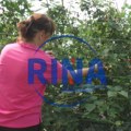 Иако је октобар берачи малина и купина имају пуне руке посла: Радосављевићи из Котраже воће уместо под отвореним небом сада…