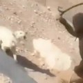 (Uznemirujući video) stravično nasilje nad životinjama! Mladić sa kapuljačom snimljen kako krvnički udara psa motkom tokom…