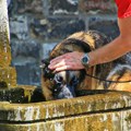 Upozorenje veterinara: Opekotine od sunca su izuzetno opasne po kućne ljubimce