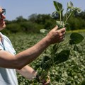 "Bez sela nema jake države" Glamočić: Srbija danas ima gotovo 60.000 više poljoprivrednih gazdinstava nego 2010. godine