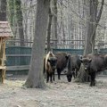 Velika tuga: Životinja kojoj je Srbija kumovala, više nije sa nama: Uginuo bizon Đuka