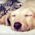 Novo istraživanje pokazalo da su vlasnici pasa mnogo privrženiji svojim ljubimcima od vlasnika mačaka