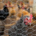 Prvi slučaj ptičijeg gripa otkriven na farmi u Australiji, nije isto soj kao u SAD