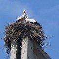 Selidba roda u toplije krajeve pravi pometnju na nebu iznad Istanbula: Ugrožen avio-saobraćaj