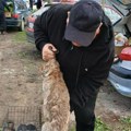 Blagoje iz okoline Bujanovca proda i preko 400 zečeva orijaša: Meso im nemasno, pa ih je sve više na trpezi
