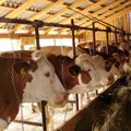 Subvencije za krave za uzgoj teladi – prijave otvorene do kraja septembra