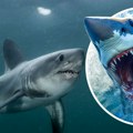 Opasni predator se vratio u Sredozemno more: Najnovije otkriće bi moglo da zabrine turiste