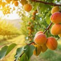 Kajsije ove godine obećavaju: Čačanski voćari prezadovoljni, berba kreće za dve do tri nedelje