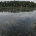 Nalazi ukazuju na manjak kiseonika u Tisi, za uginuće ribe u DTD kod Bečeja i dalje nema odgovora
