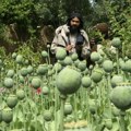 Proizvodnja opijumskog maka pala za 95 posto nakon zabrane talibana