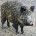 Znatiželjna divlja svinja izazvala pometnju: Prošetala centrom grada usred špica