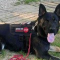 Ovo je crnogorski Zigi: Po prvi put u istoriji Nikšić dobio psa obučenog za spašavanje ljudi iz ruševina