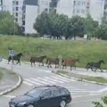 (Video)Nesvakidašnji prizor: Krdo konja galopira kroz kragujevačko naselje Bagremar