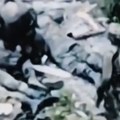 Objavljen snimak akcije ukrajinskih specijalaca Tvrde da su zarobili Ruse u Harkovskoj oblasti (video)