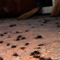 Najezda bubašvaba u ovom gradu u Srbiji: Insekti samo naviru, ne može da se živi od njih, a građani otkrili jedan trik da ih…