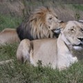 Lav napao ženu u zoološkom vrtu u Australiji, zadobila teške povrede ruke