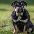 Buldog napao dete (9) u Prokuplju u Pešačkoj zoni! Dečak hitno prebačen u UKC Niš