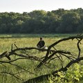 Izložba fotografija „Monoštor – evropski Amazon“ od utorka u Muzeju Vojvodine