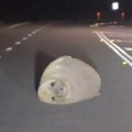 VIDEO: Foka slon zaspala nasred puta i blokirala saobraćaj u Australiji