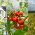 Biosenzori u telefonu otkrivaće otrove u hrani Novosadski BioSens institut razvija rešenje za brzu kontrolu namirnica…