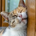 Ne čekajte da bude kasno: Ako mačka pokazuje ove simptome tokom toplotnog talasa, odmah potražite pomoć veterinara