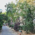 Drveće može da prepolovi efekat urbanog toplotnog ostrva, pokazuje analiza u 9.000 velikih gradova
