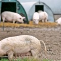 Odbrana Mačve od afričke kuge svinja