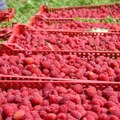 Vilamet: Ne pristajemo na cenu maline ispod 500 dinara