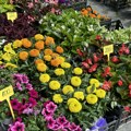 Jesenja cvetna pijaca u Žitištu: Cveće i ukrasno bilje za svaki kutak doma