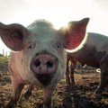 Stočarstvom se bavi 61,7 odsto domaćinstava, najviše svinja gaji se u Mačvi